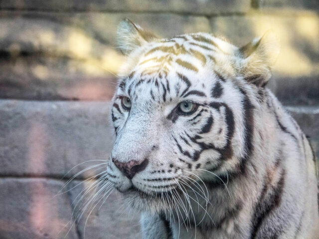 東武動物公園 ホテル 子連れ
