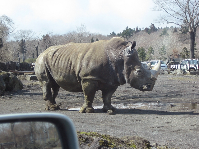 富士 サファリパーク ホテル 子連れ 安い